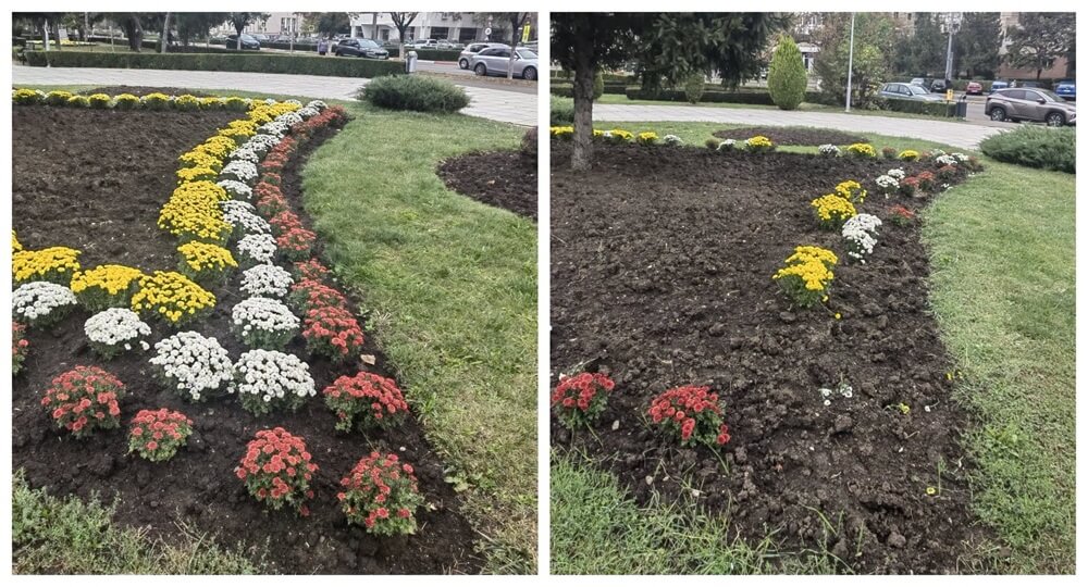 Gropi în loc de flori. SGU Ploiești: Tufănelele abia plantate în centrul orașului au fost furate