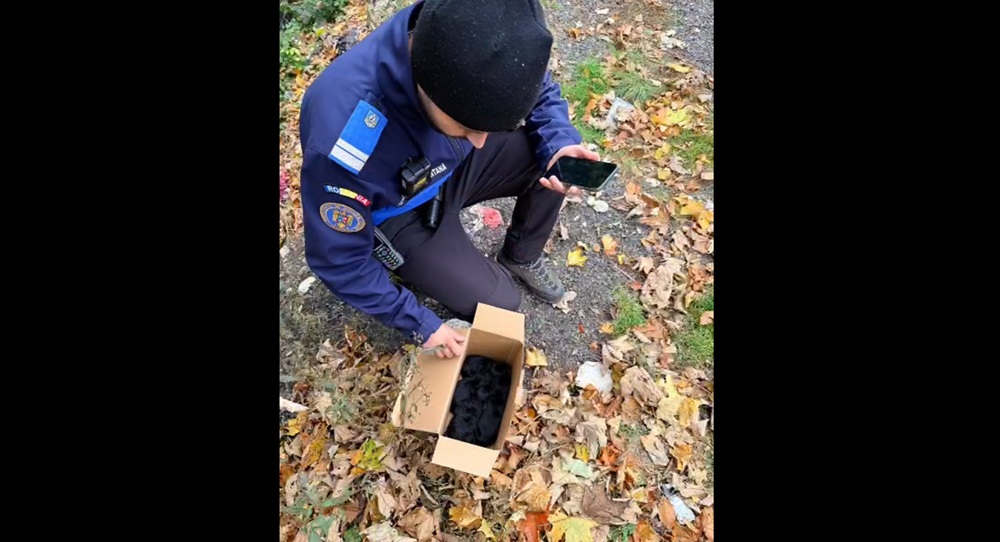 Patru pui de câine abandonați într-o cutie, pe DN1, au fost salvați de un echipaj al Jandarmeriei Montane - VIDEO LINK